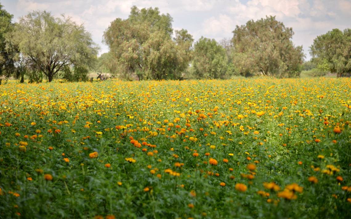 Inicia La Siembra De La Flor De Cempasúchil Para El Xantolo O Día De Muertos El Sol De San 6071